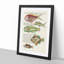 East Indies Fish Illustrations II by Louis Renard - Picture Frame Graphic Art Print-55537183-55537185