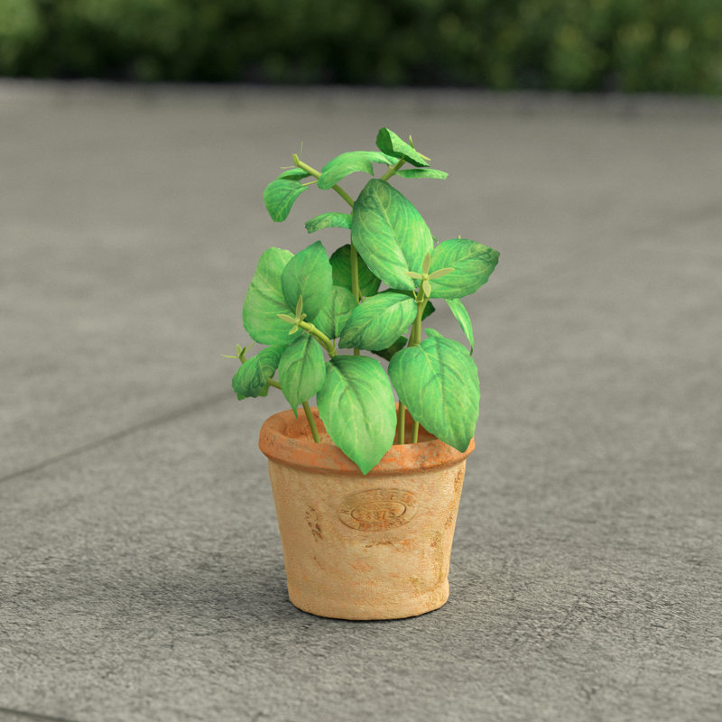 Artificial Basil in Aged Terracotta Pot, H15.4 x W8.6 x D8.6cm
