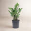 ZZ Plant in Nursery Pot