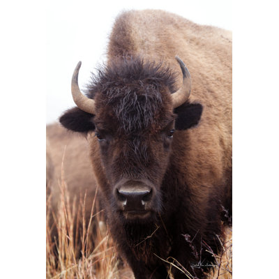 Bison d'Amérique IV