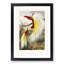 Two Birds of Paradise by Benjamin Fawcett - Picture Frame Painting Print-55777841-55777837