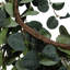 Faux Eucalyptus 55cm Wreath