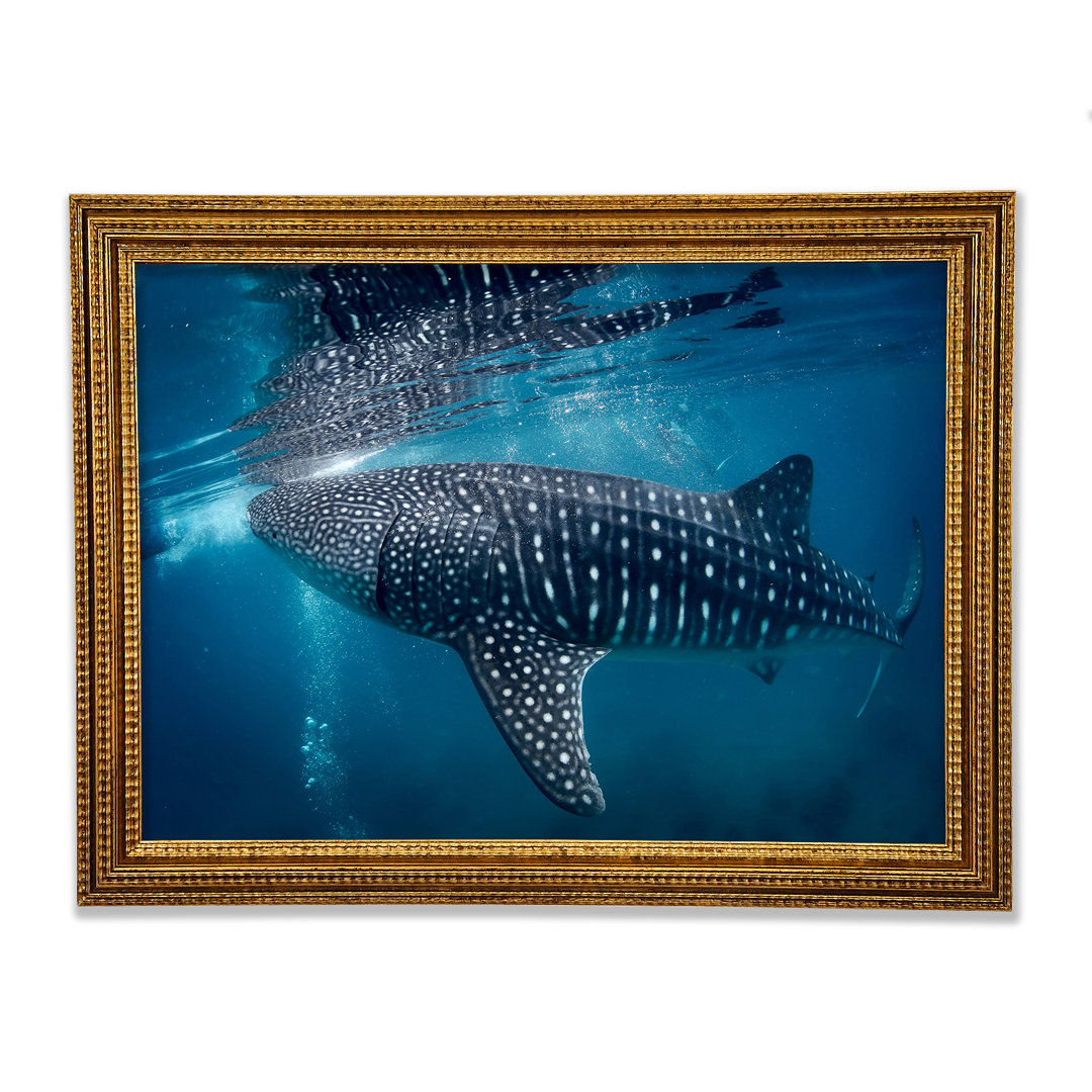 Gerahmtes Leinwandbild Spotted Whale Shark