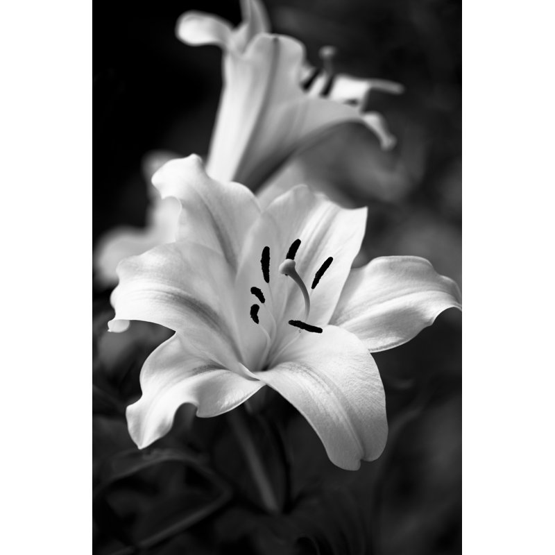 Lily Flower by Letty17, 12" H x 8" W