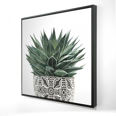 " Zebra Plant Succulent "