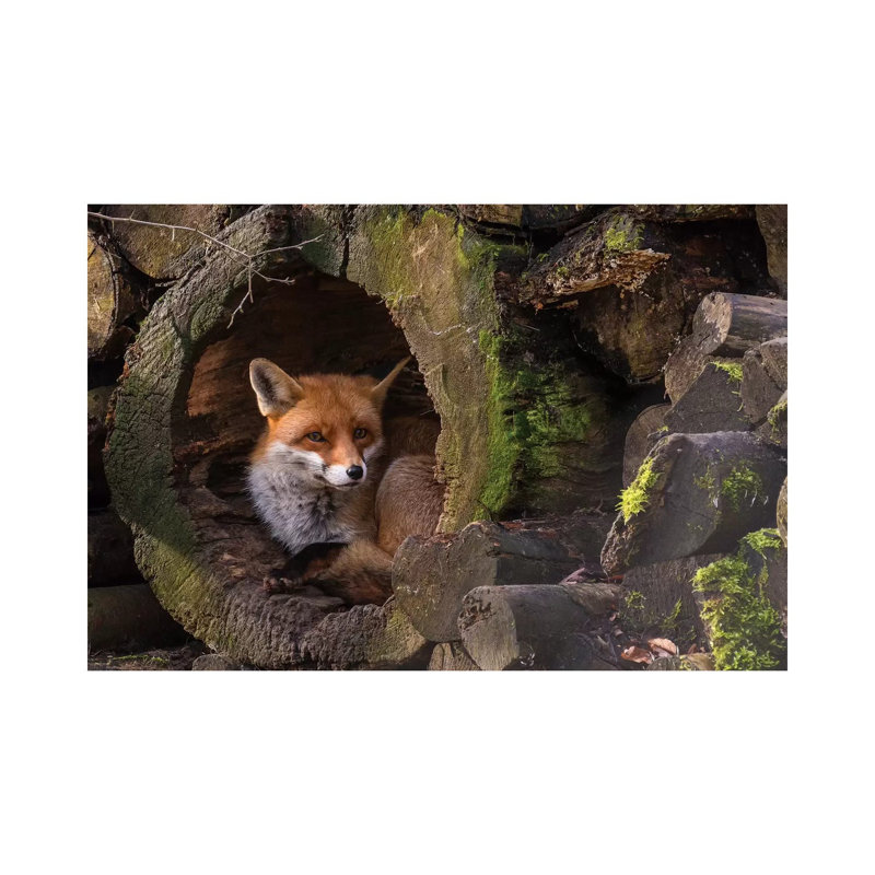 Fox- Gallery-Wrapped Canvas Giclée
