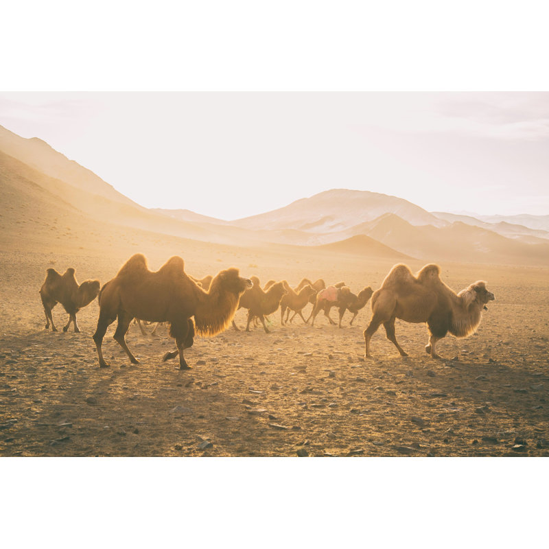 «Camels on the Move» par Aledanda, H 12 po x l 18 po, Oui, Cadre simple argenté