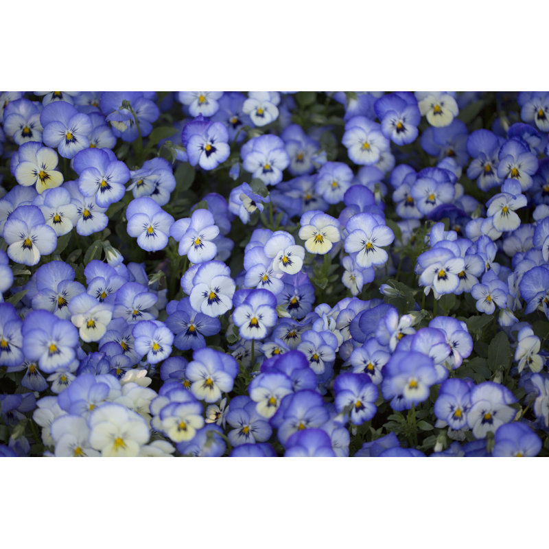 Pansy by Sepidehmaleki - Wrapped Canvas Print, 81cm H x 122cm W x 3.8cm D