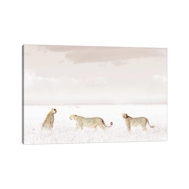 White Three Cheetahs by Klaus Tiedge - Wrapped Canvas Print, 101.6 cm H x 66.04 cm W x 1.91 cm D
