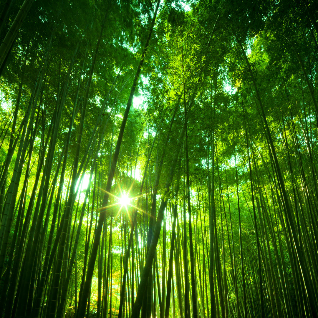 Sunny Bamboo Forest von Nikada - Druck