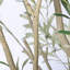 Arbre d'olivier artificiel 8 pi en pot blanc - Faux arbre pour le salon-133488916