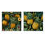 Pineapple Delight - motif tropical - ensemble de 2 collages carrés tropicaux-101865090-101865093
