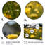 «Yellow Buttercups At The Farm II», reproduction sur toile-377184748-377184747