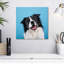 Crowle Happy Border Collie-111896724