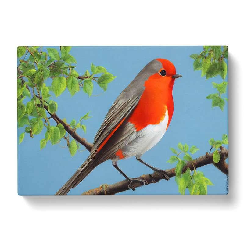 Superb Robin Bird - Wrapped Canvas