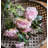 Rose Arrangement
