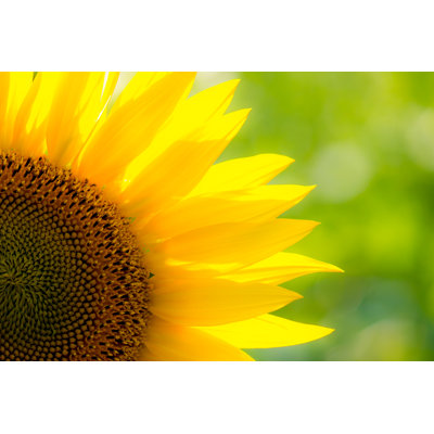 Sunflower 1 Piece Wrapped Canvas Wall Art