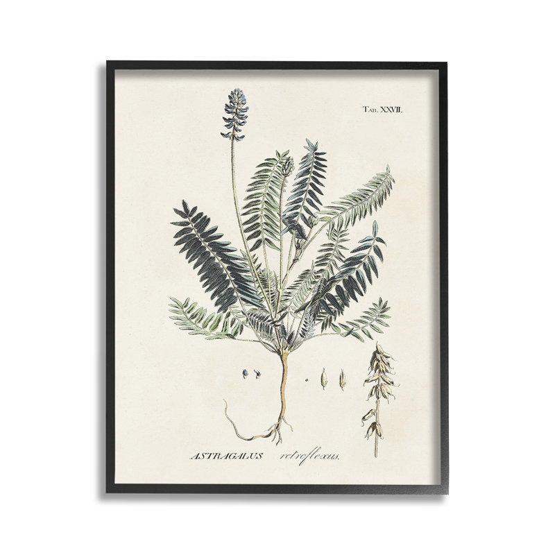 RétroNatureDiagramGicléeArt par Martini, Giclée encadrée noir minuit, H 14 po x l 11 po