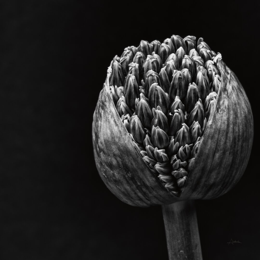 Leinwandbild Allium II von Aledanda