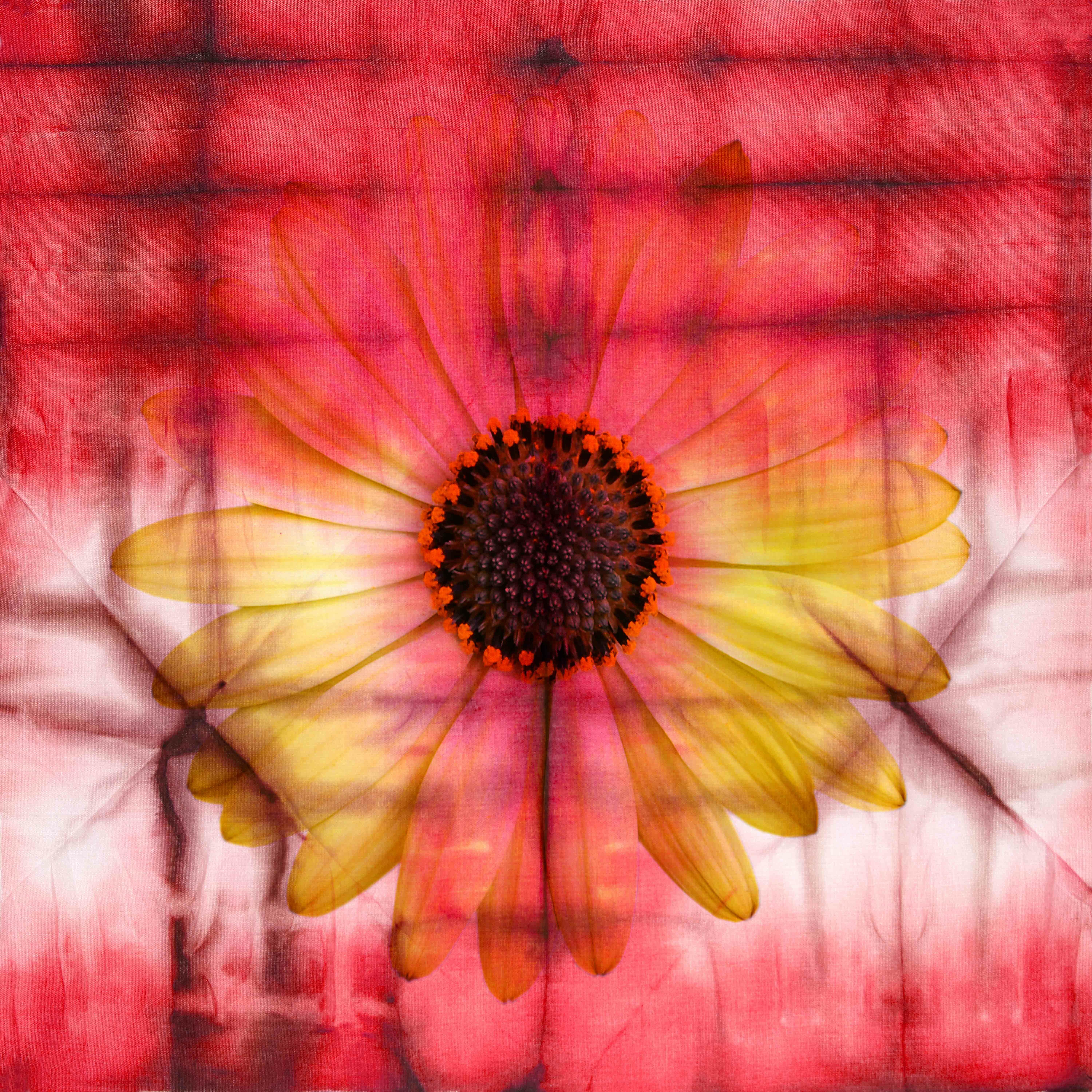 Trademark Fine Art 'Bloom to Remember III' Canvas Art by Kristy Rice 