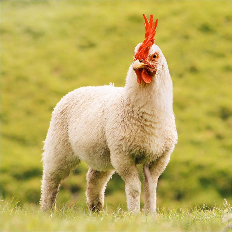 " Chickensheep "