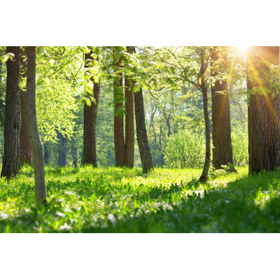 Ajitesh Tree in Morning Light - Photographie sur toile tendue