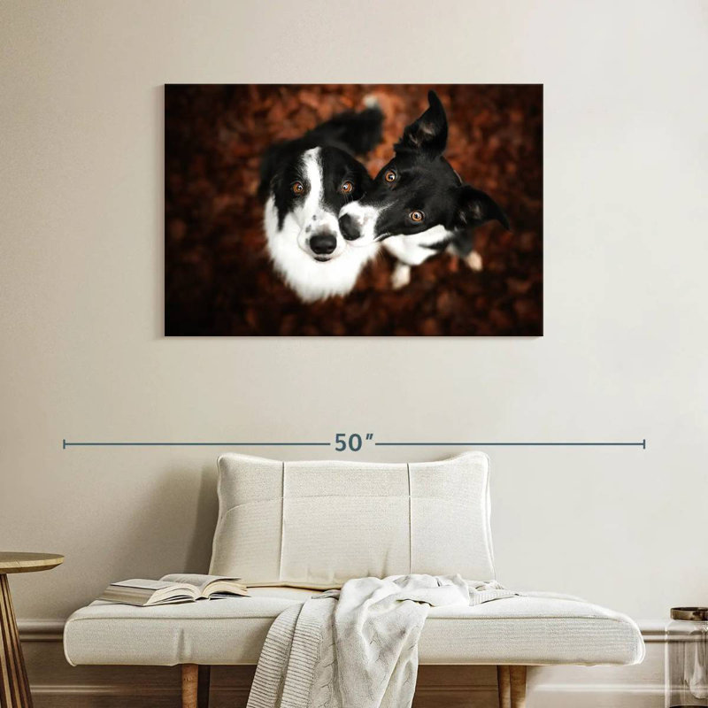 Brampt Adorable Border Collies