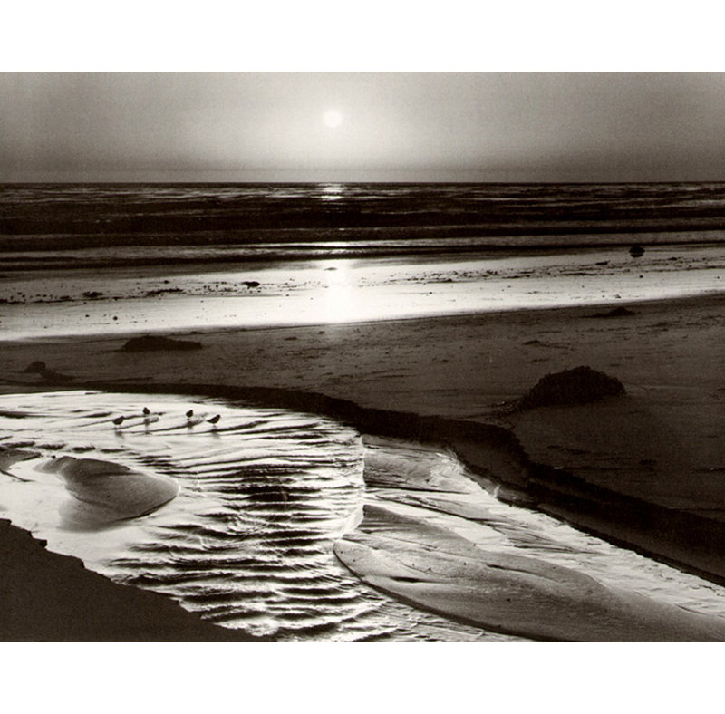 Birds on a Beach, 28" H x 36" W