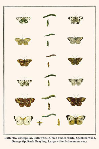 Chenille de bain papillon blanc/vert/impression d’art graphique, H 42 po x l 28 po x P 1,5 po