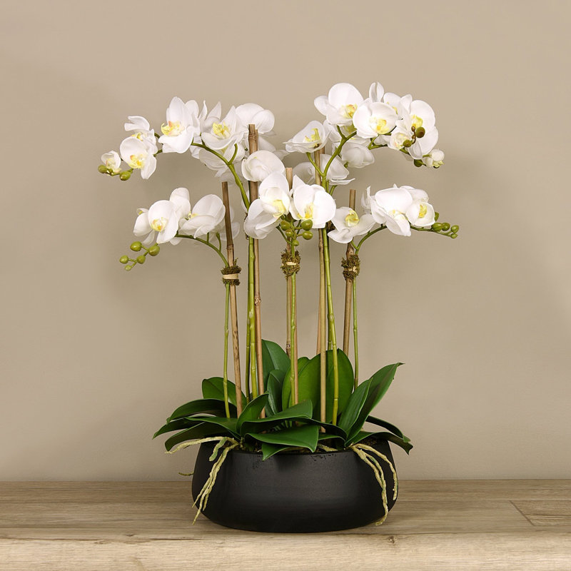 Orchid Floral Arrangement in Planter, White, 24" x 18", Black