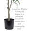 Olive artificielle en pot-748669065
