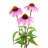 Purple Coneflower by AntiMartina - No Frame Print on Canvas-596189305