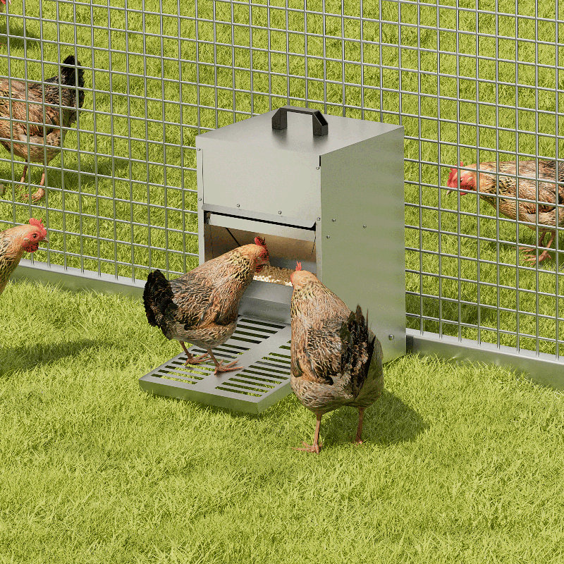 Chick Feeder Best Automatic Chicken Feeders Backyard Chickens