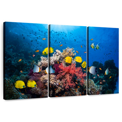 Brampt Underwater Red Sea Life