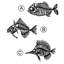 Metal Wall Art, Fish Wall Hanging