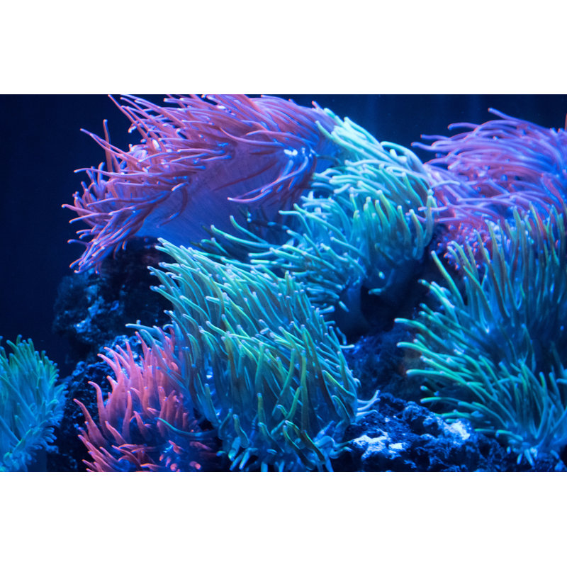 Sea Anemone Rainbow Current by LawSquirrel - Wrapped Canvas Print, 20cm H x 30cm W x 3.8cm D