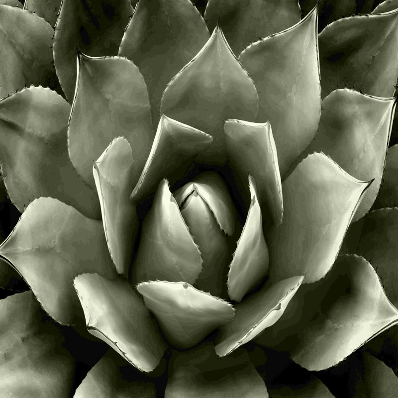 Green Succulent Ii - peinture sur toile tendue, H 12 po x l 12 po