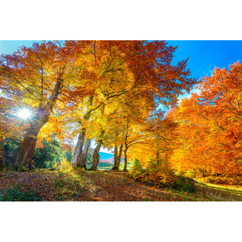 Forêt d'automne - Photographie sur toile tendue, H 12 po x l 18 po