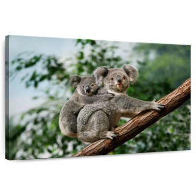 Brampt Female Carrying Young Koala
