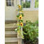 Guirlande 5 'tournesol et feuilles