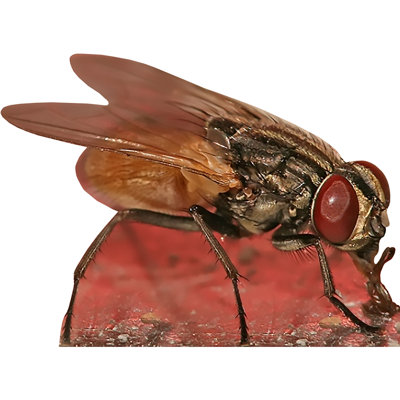 Fly Cardboard Standup