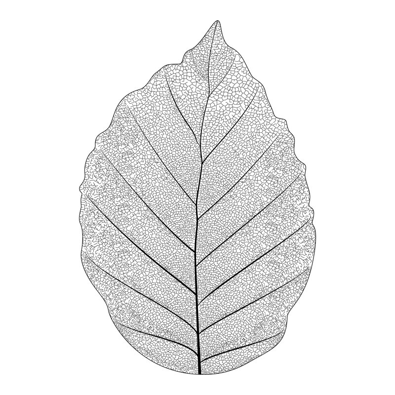 Botanical Series - Wrapped Canvas Print, 51cm H x 51cm W x 3.8cm D
