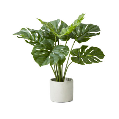 Plante en pot 21 "Evergreen