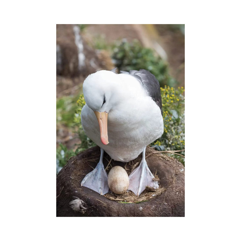 Adult With Egg On Tower-Shaped Nest. Black-Browed Albatross Or Black-Browed Mollymawk, Falkland Islands. 1 Piece Wrapped Canvas Wall Art