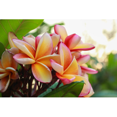 " Plumeria " by Fotofeeling2014