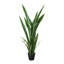 Snake Plant Drop-In