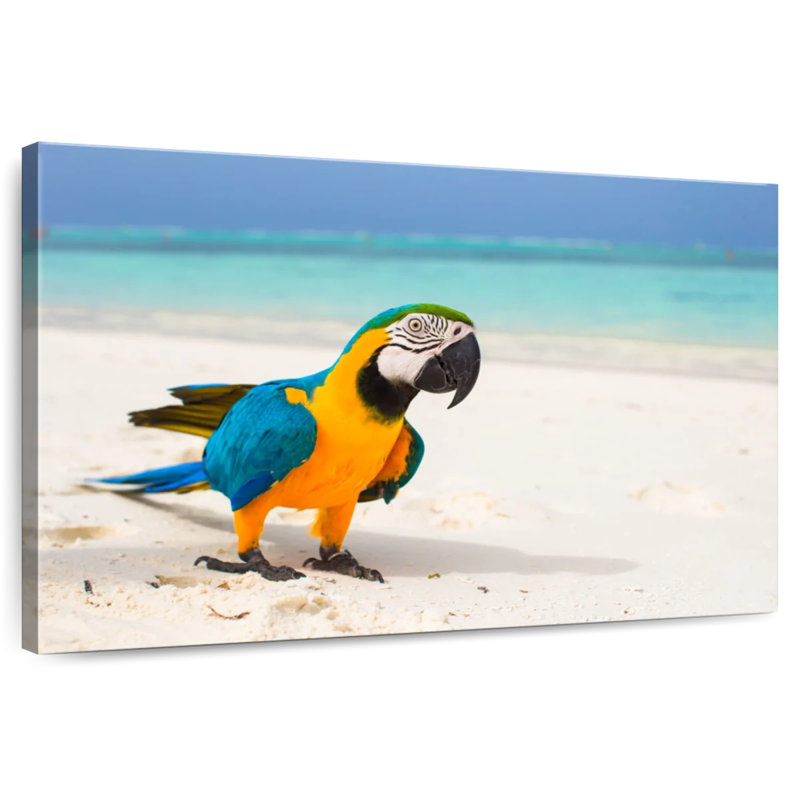 Ara Brampt sur sable blanc, H 26 po x l 39 po