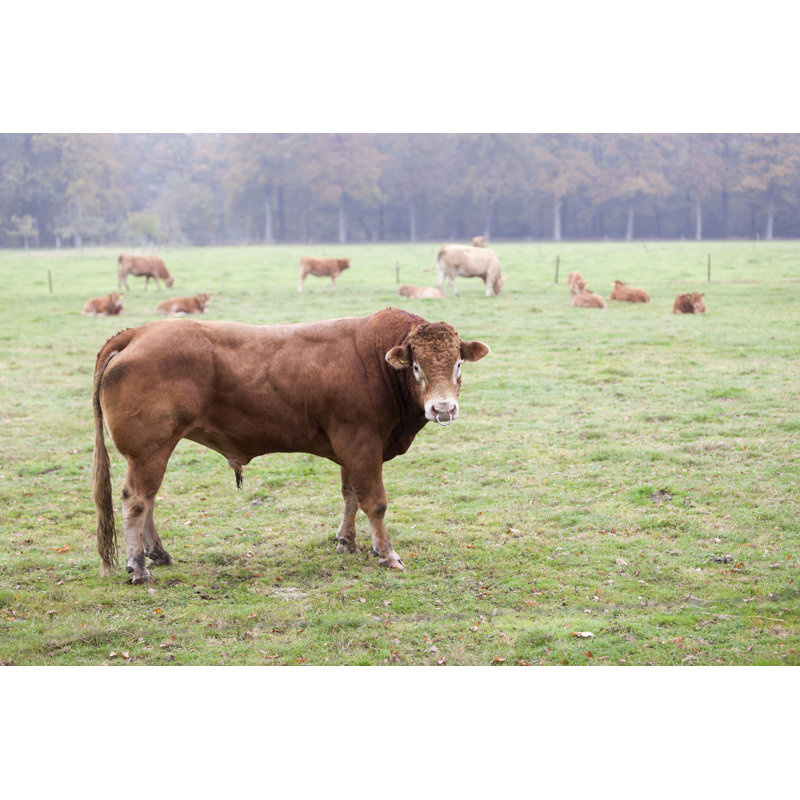Kaci, limousine Bull Guards, L 12 po x H 8 po