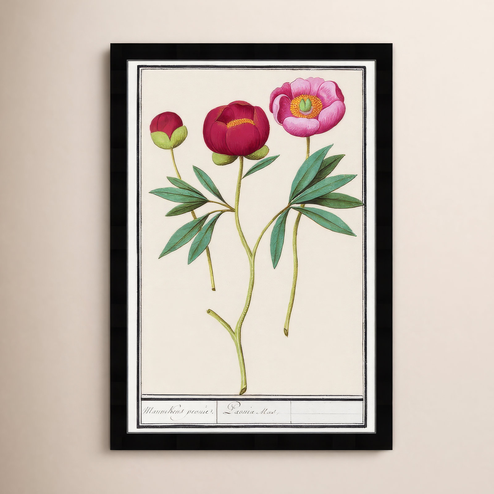 Red and Pink Peony Botanical Study Print, Black, 26" H x 18" W