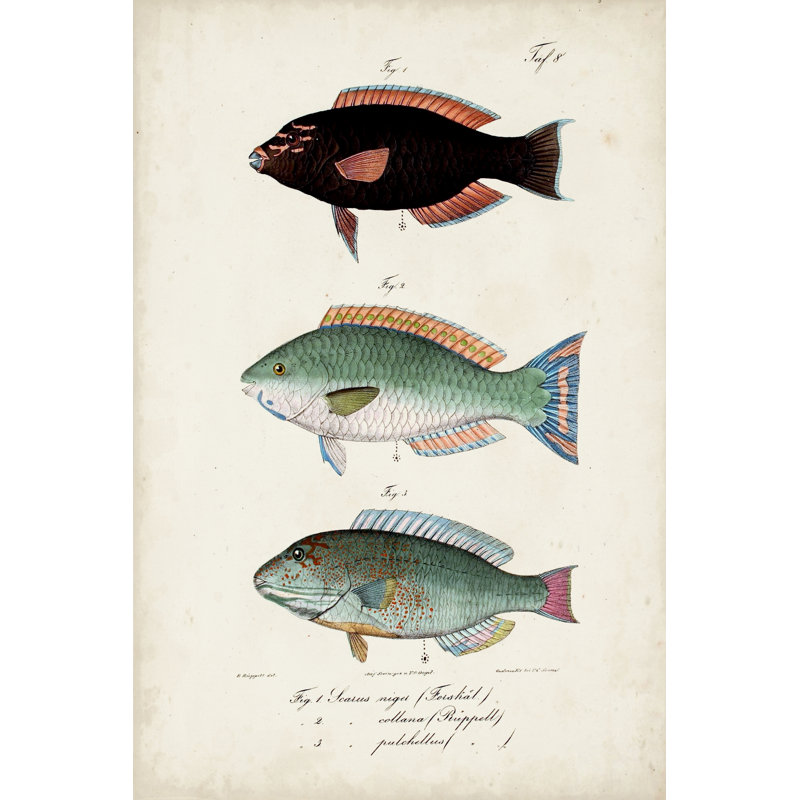 Antique Fish Trio IV by Vision Studio - Painting, 122cm H x 81cm W, Black Floater Framed